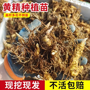 黄精种植苗老虎姜苗姜型易种多花不倒苗黄精红花滇可盆栽黄精种苗