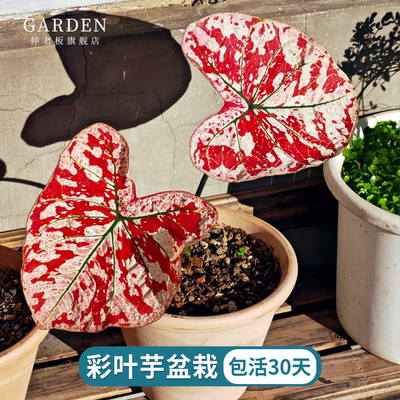 彩叶芋猩红玛丽粉色飞溅盆栽花卉