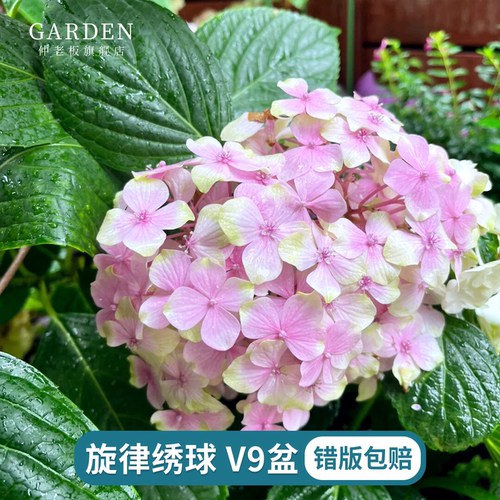旋律绣球花盆栽带花老桩无尽夏