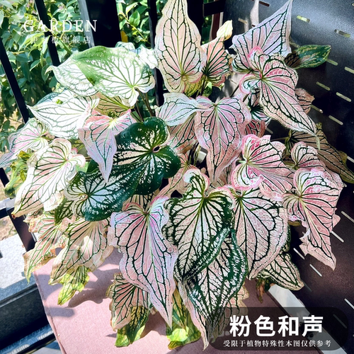 彩叶芋盆栽大球观叶植物好养活