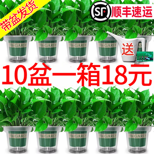 綠蘿盆栽室內家用綠植新房凈化空氣花卉植物水培長藤垂吊大葉綠籮
