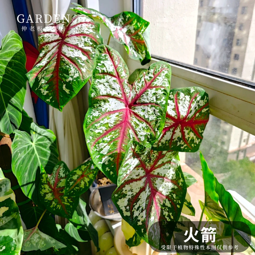 彩叶芋盆栽大球观叶植物好养活