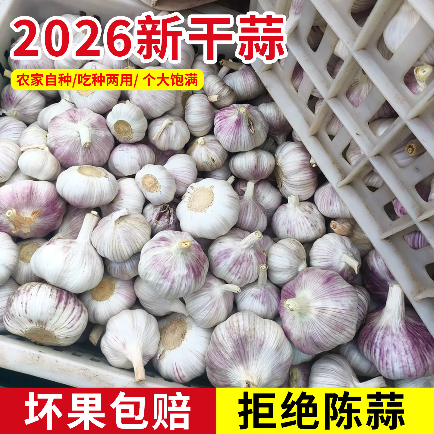 河南农家新干蒜干大蒜蒜苗蒜苔紫白皮土蒜种新鲜蔬菜大蒜种子秧苗