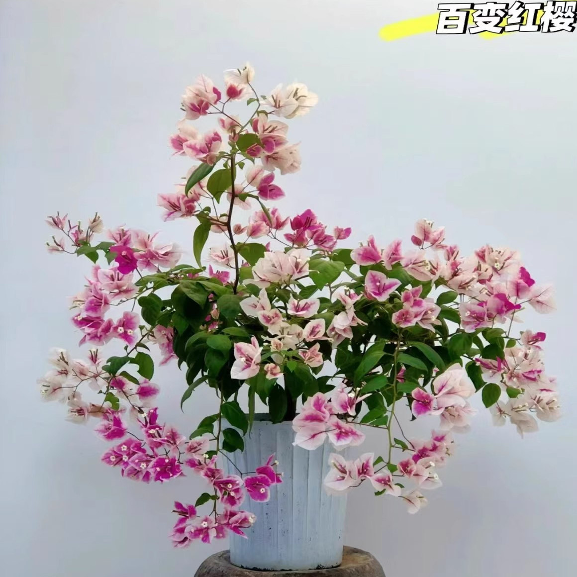 三角梅漳红缨大苗老桩四季开花