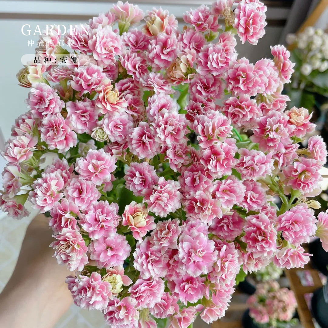 安娜公主长寿花盆栽重瓣花花卉