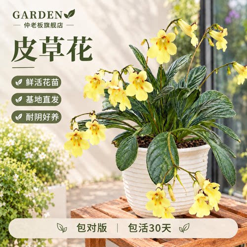 苦苣苔皮草花卉盆栽白花紫花植物