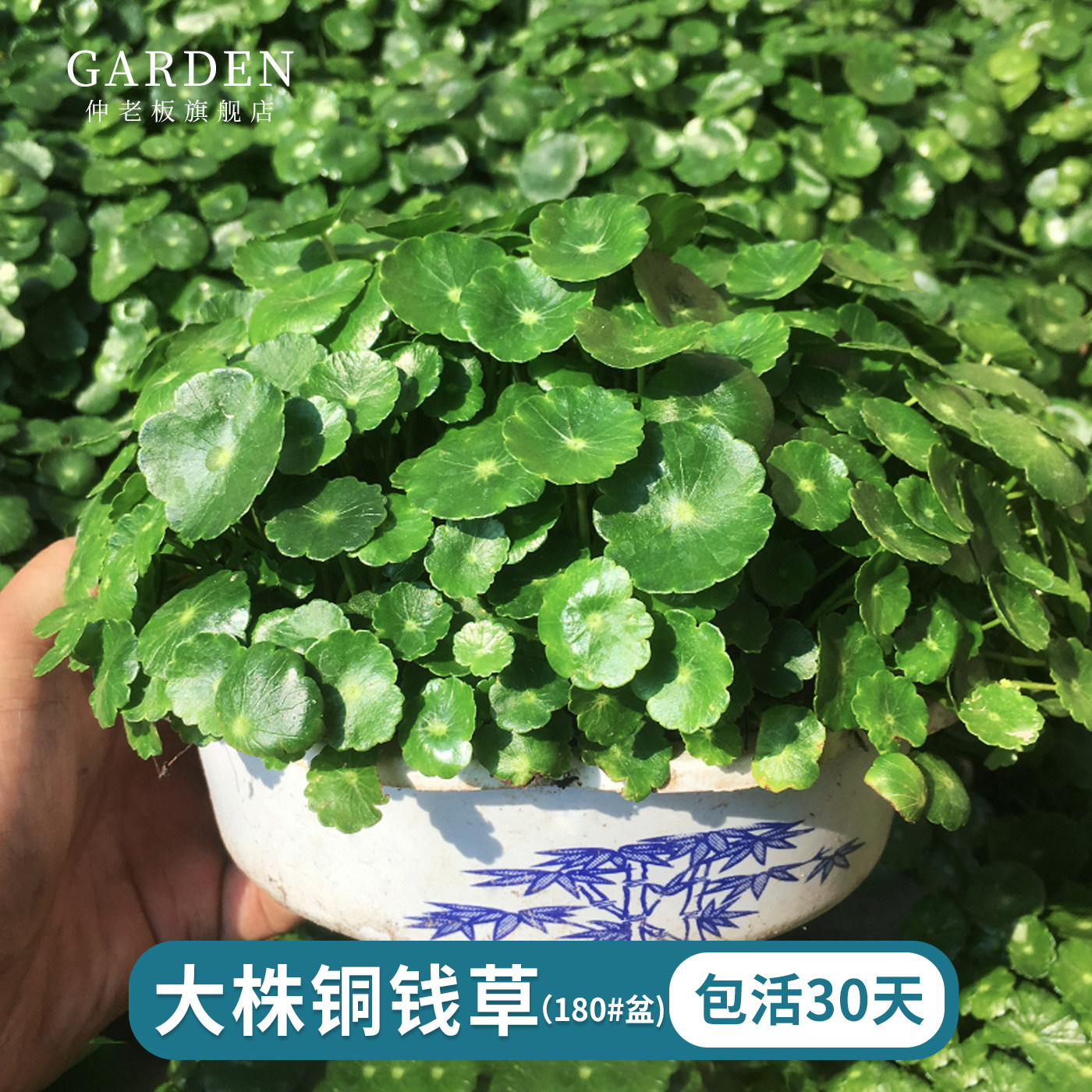 铜钱草水培植物室内外办公花卉好养绿植盆栽四季土水养金钱草大叶,鲜花速递/花卉仿真/绿植园艺,绿植,淘宝优惠券,粉丝福利购,淘宝优惠卷