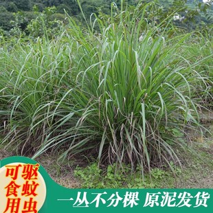 正宗香茅草苗柠檬草种苗驱蚊草苗盆栽泰国冬阴功可食用香茅苗庭院