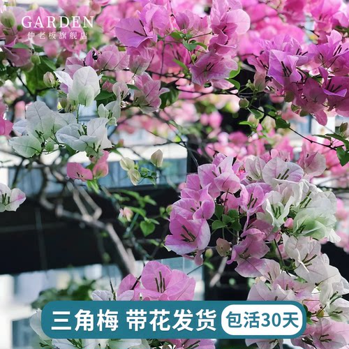 三角梅带花盆栽重瓣耐寒老桩苗