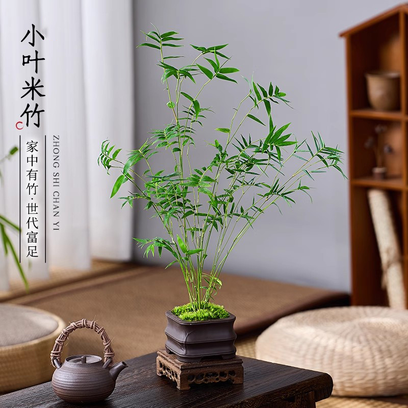米竹盆栽苔藓凤尾竹室内微型观赏竹盆景客厅桌面植物四季常青绿植