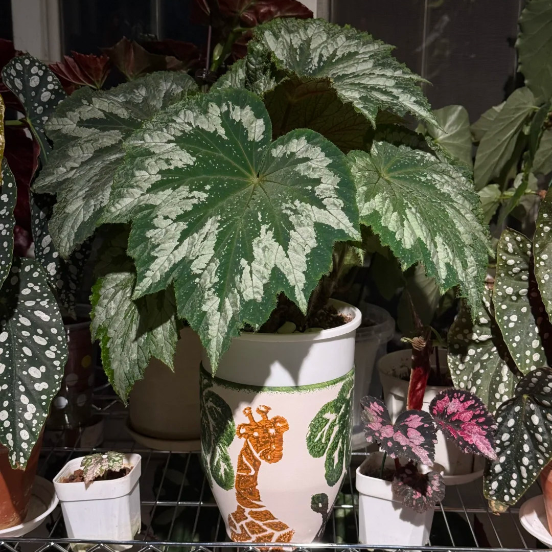 植物鸟秋海棠网红ins绿植盆栽室内阳台花卉进口观赏植物好养耐阴