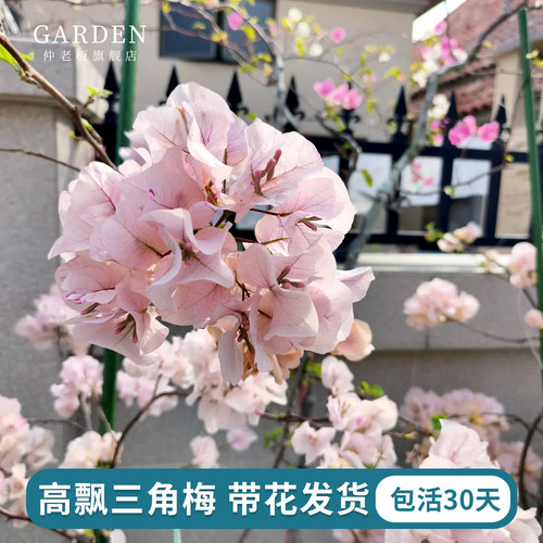 阿达的喜悦高飘三角梅马斯樱好养