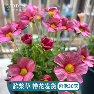 酢浆草盆栽带花发货阳台栽种庭院好养易爆盆花量大球根花卉盆栽苗