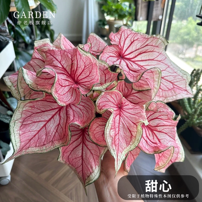 甜心彩叶芋网红ins绿植盆栽好养