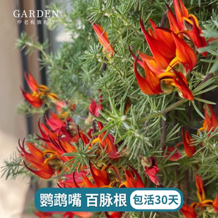 鹦鹉嘴盆栽加那利百脉根室内阳台垂吊观叶开花绿植奇特稀有章鱼花