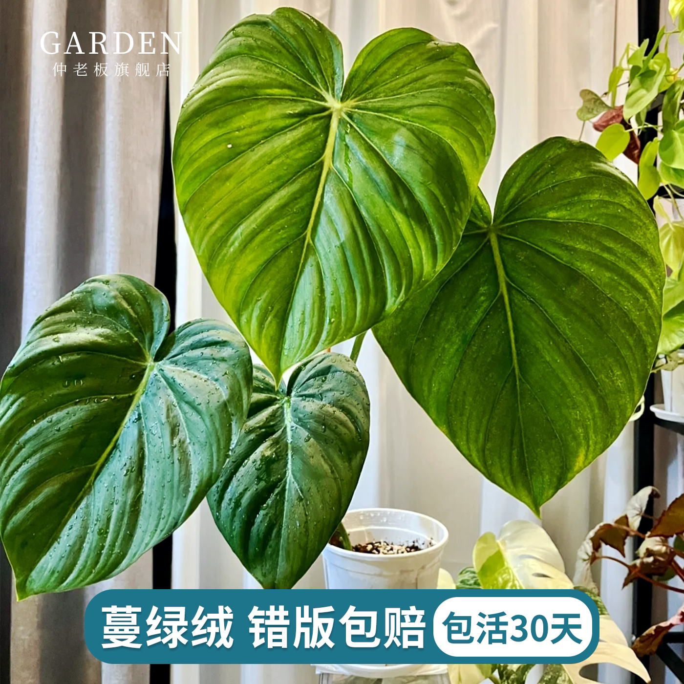 蔓绿绒麦克道尔橙柄观叶绿植室内盆栽阳台办公桌好养常绿网红热植