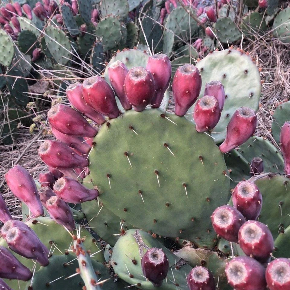 红皮果仙人掌果食用开黄花结大果