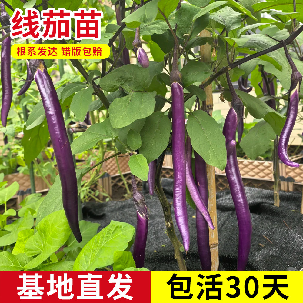 茄子苗长线茄苗蔬菜紫长茄子青茄孑圆茄辣椒西红柿各种秧苗穴盘苗