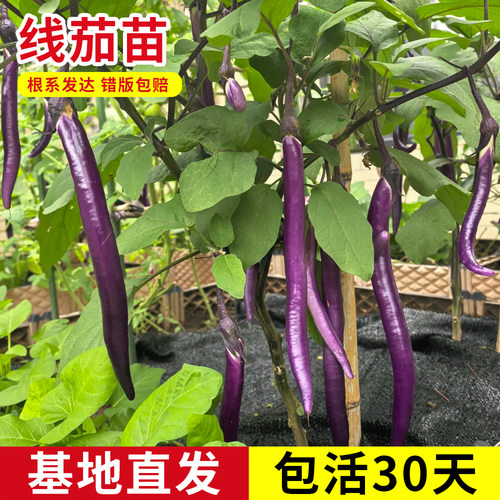 茄子苗长线茄苗蔬菜紫长茄子青茄
