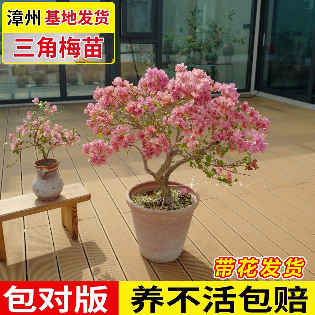 三角梅带花盆栽绿樱爬藤重瓣老桩