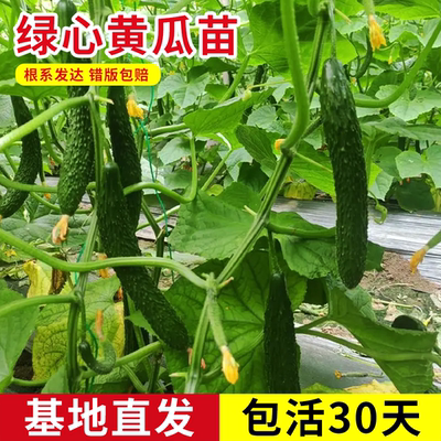 绿心黄瓜秧苗种籽苗嫁接菜苗蔬菜