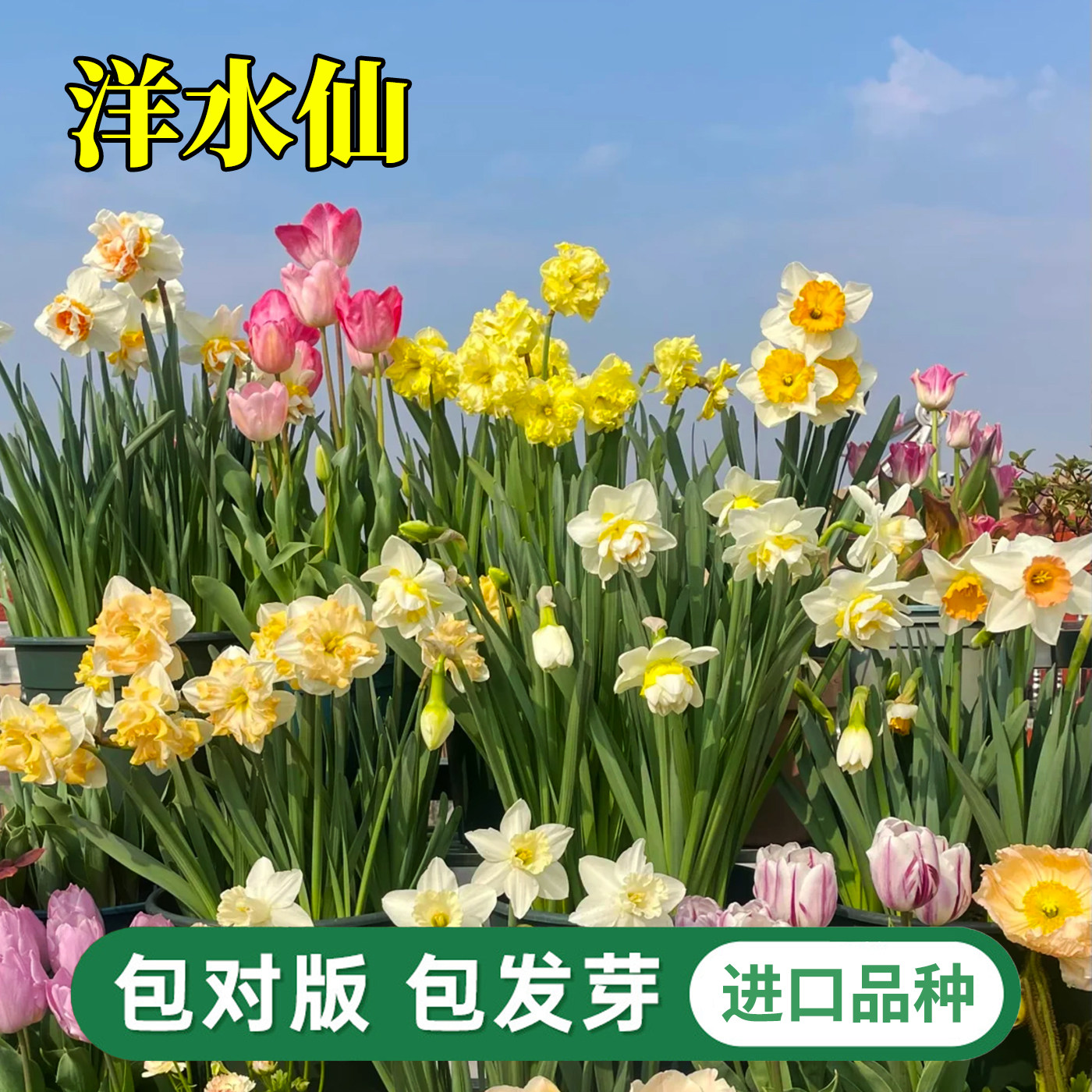 洋水仙种球进口重瓣围裙花卉种子球根植物多年生土培盆栽耐寒花卉,鲜花速递/花卉仿真/绿植园艺,种球/裸根,淘宝优惠券,粉丝福利购,淘宝优惠卷