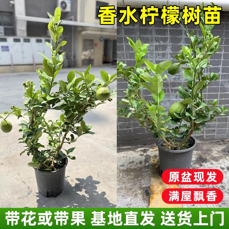 香水柠檬树盆栽带果发货室外阳台