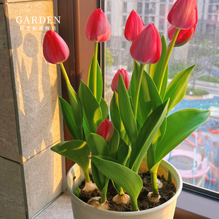 进口郁金香5颗大种球四季 种植开花阳台耐寒土水培盆栽风信子花卉