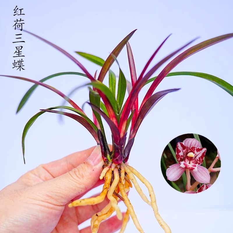 四季兰花苗矮种建兰红荷三星蝶