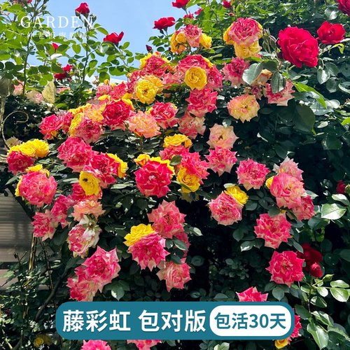 藤彩虹藤本月季花苗爬藤蔷薇植物