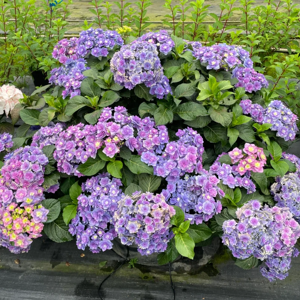 筑紫之风绣球花苗盆栽花卉植物