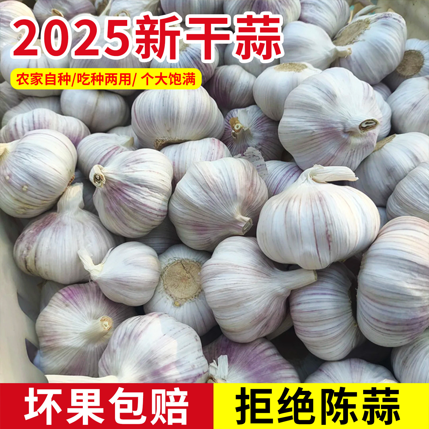 河南农家新干蒜干大蒜蒜苗蒜苔紫白皮土蒜种新鲜蔬菜大蒜种子秧苗