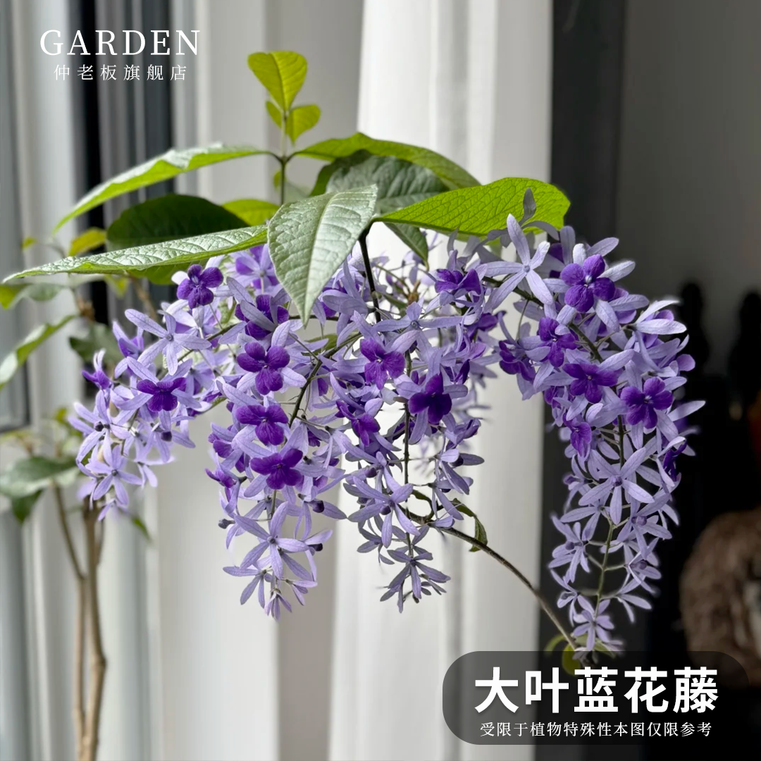 大叶蓝花藤盆栽 紫霞藤 许愿藤 庭院阳台好养耐热爬藤植物兰花藤,鲜花速递/花卉仿真/绿植园艺,藤本/攀援植物,淘宝优惠券,粉丝福利购,淘宝优惠卷