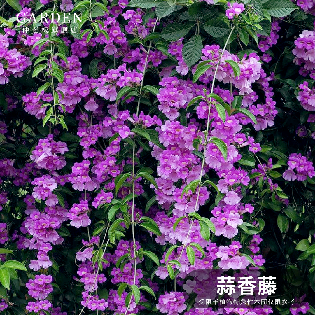 蒜香藤花 紫铃藤 阳台庭院盆栽攀援蒜香藤花苗 当年开花爬藤绿植,鲜花速递/花卉仿真/绿植园艺,藤本/攀援植物,淘宝优惠券,粉丝福利购,淘宝优惠卷