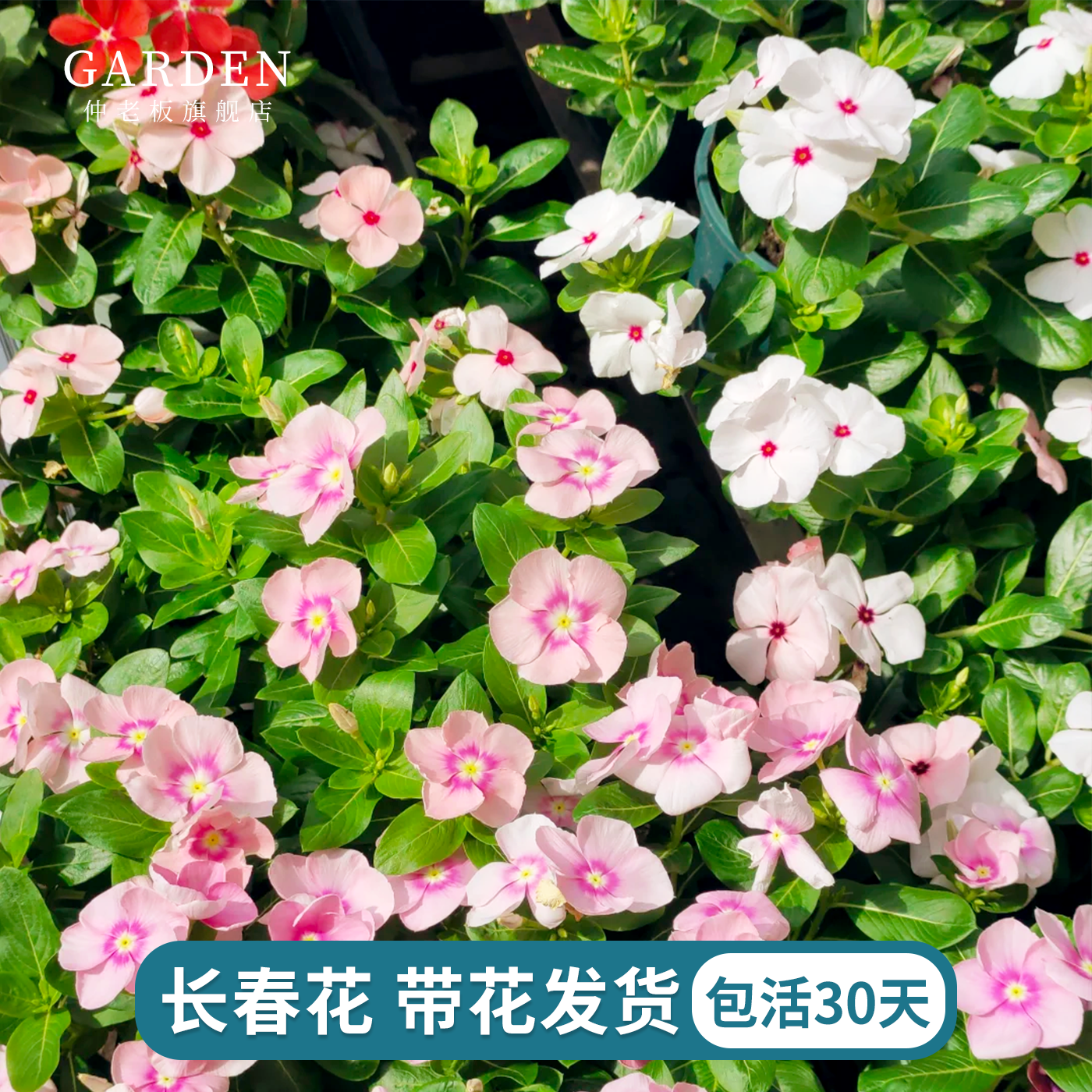 长春花盆栽带花发货四季观花植物五叶梅庭院客厅盆栽花卉四季开花