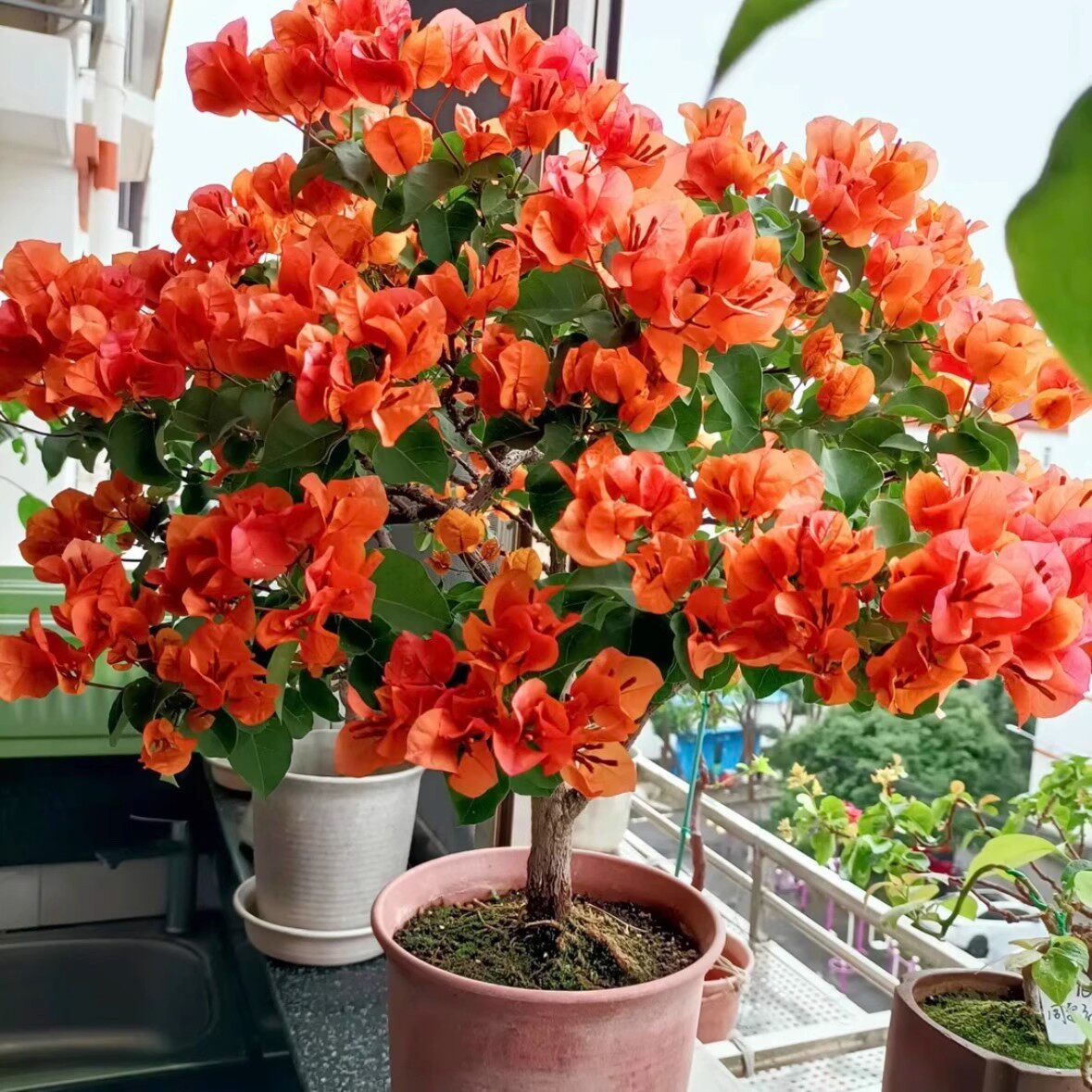 绿叶橙】三角梅四季开花勤花爬藤植物阳台庭院绿植观赏