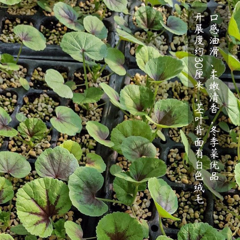 糯米冬寒菜种籽冬天菜种冬季蔬菜