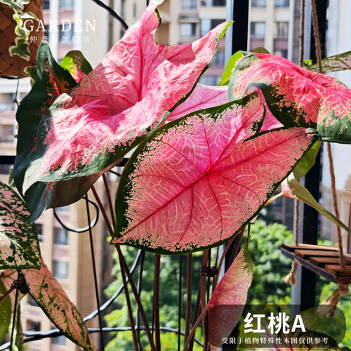 红桃A彩叶芋网红ins绿植盆栽
