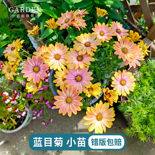 蓝目菊南非万寿菊小苗菊花苗盆栽