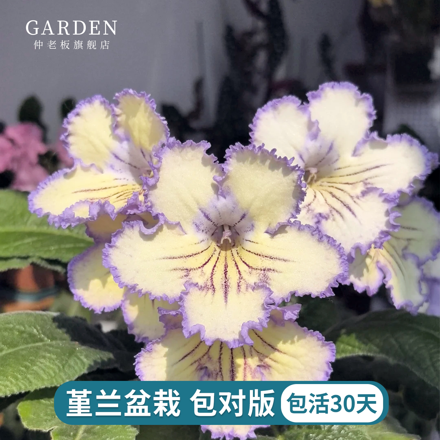 苦苣苔进口堇兰多年生多季开花图片