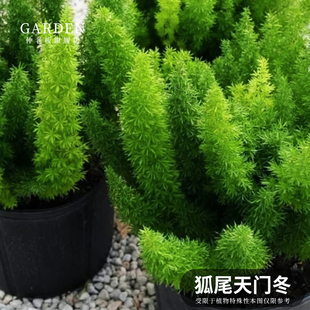 狐尾天门冬九尾狐苗盆栽阳台庭院花园四季常青耐寒花卉造景绿植物