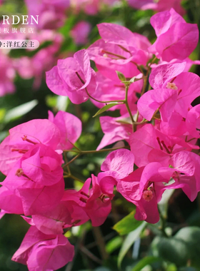 洋红公主三角梅盆栽大苗重瓣勤花老桩室内外爬藤植物多季开花好养