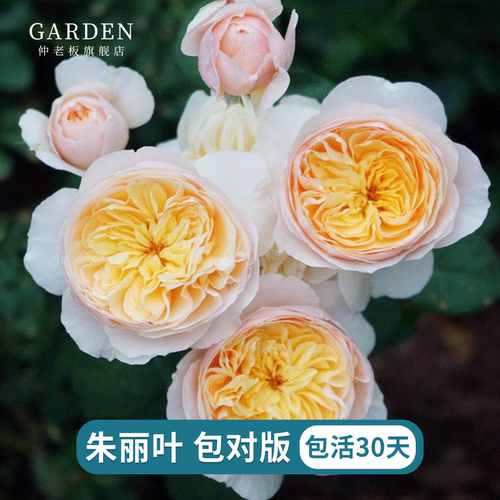 朱丽叶切花月季大苗奥斯汀大花