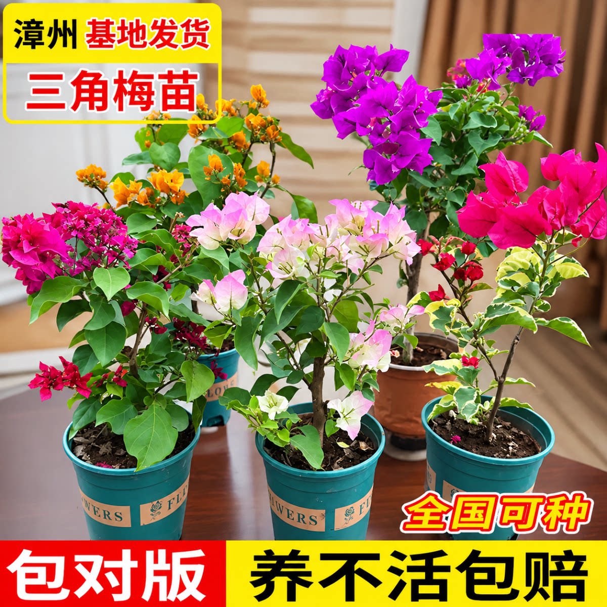 重瓣三角梅盆栽大苗勤花老桩室内外爬藤植物红梅花卉多季开花好养