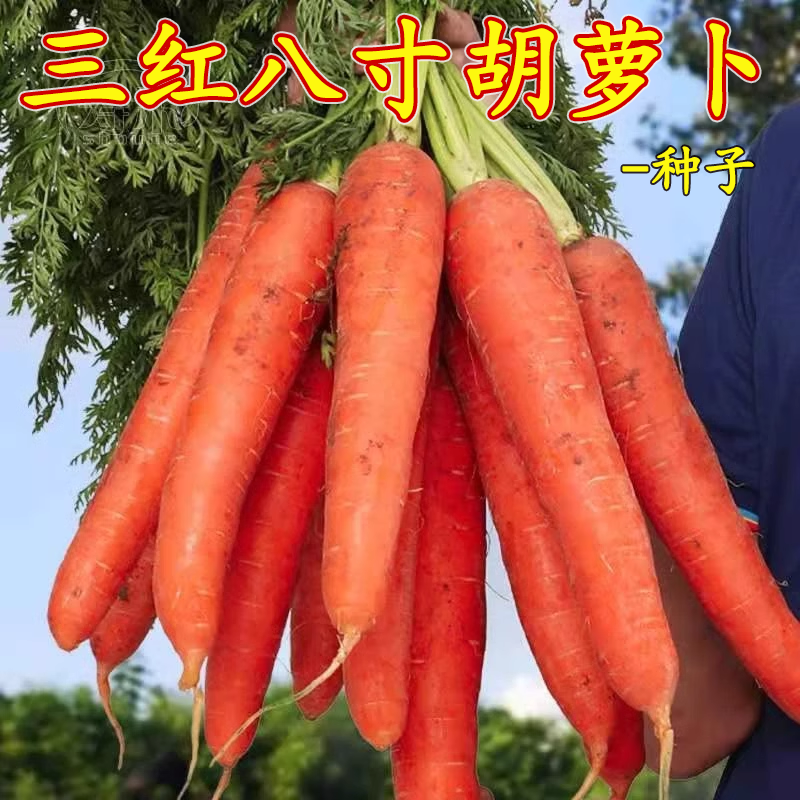 胡萝卜种子籽种红罗水果萝卜