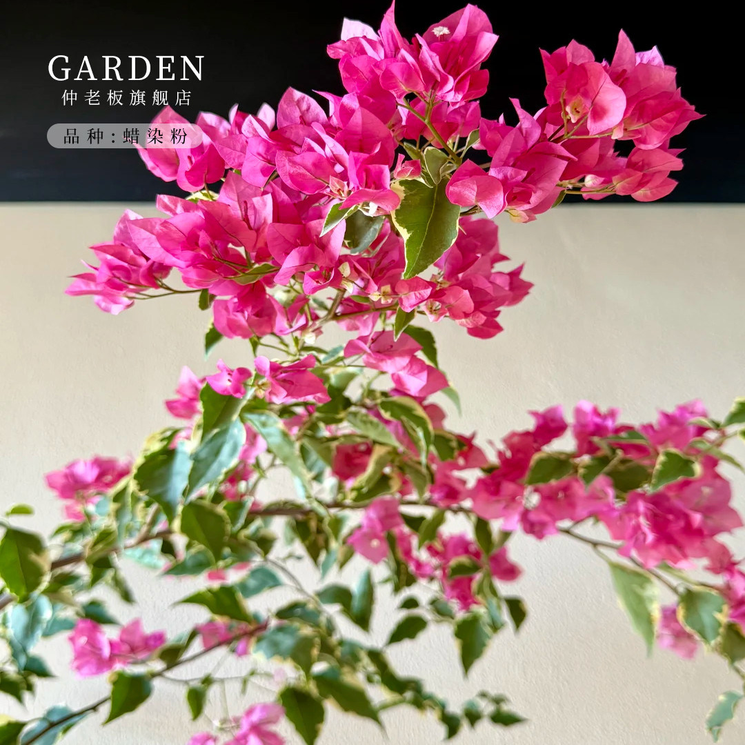 蜡染粉三角梅盆栽大苗重瓣勤花老桩室内外爬藤植物多季开花好养,鲜花速递/花卉仿真/绿植园艺,时令草本花卉,淘宝优惠券,粉丝福利购,淘宝优惠卷
