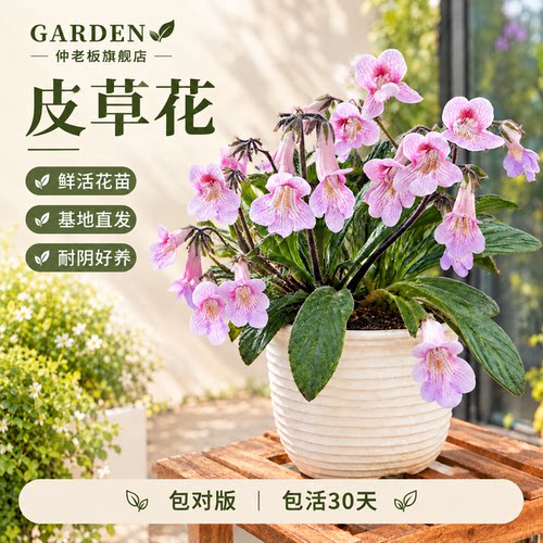 苦苣苔皮草花卉盆栽白花紫花植物