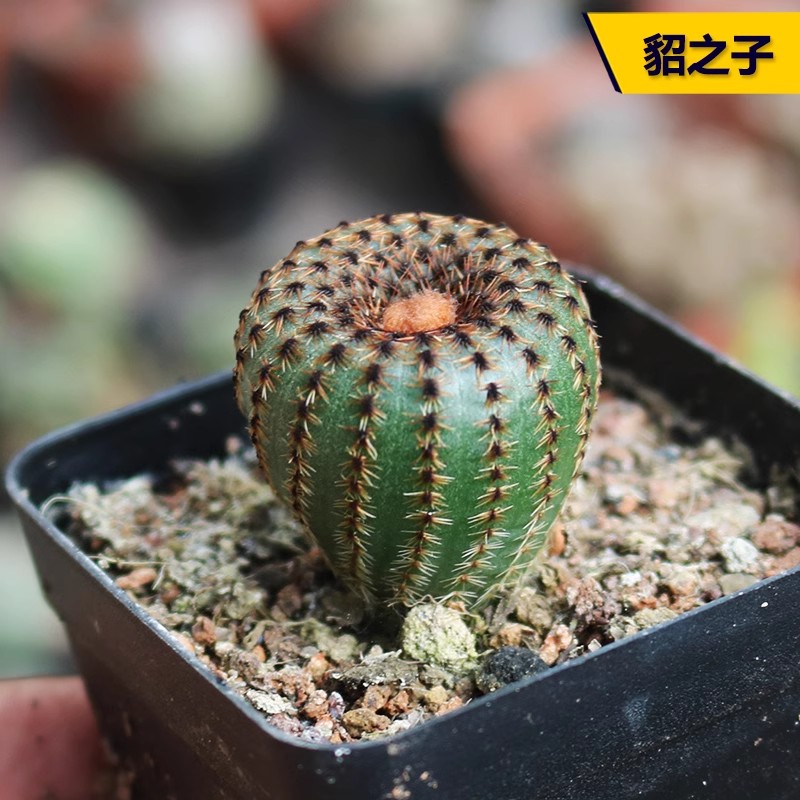 貂之子实生仙人球稀有士童属小型