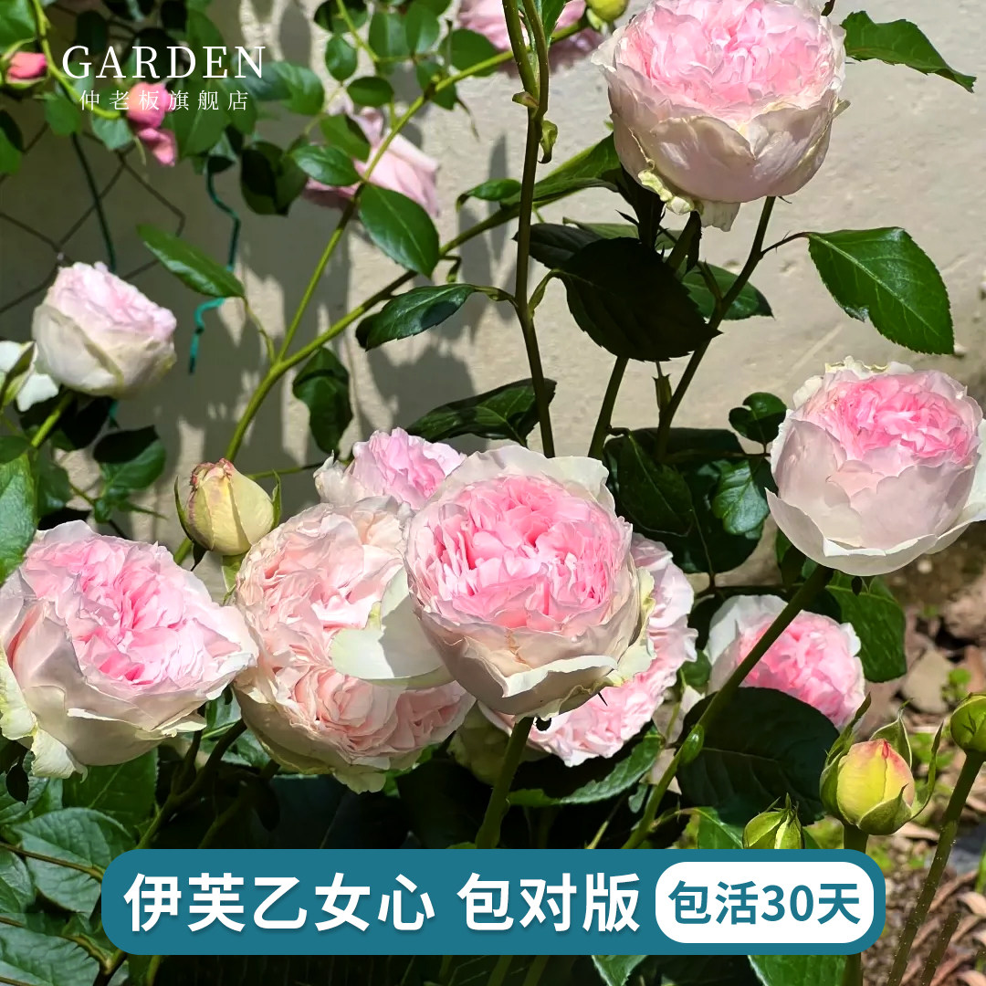 伊芙乙女心月季花苗开花粉玫瑰室内阳台盆栽四季好养花卉绿植树苗