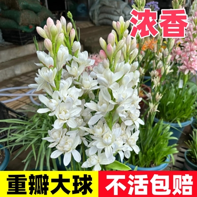 晚香玉种球重瓣大花球根带多芽